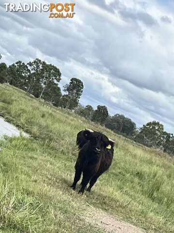 Various Breeds of Cows for sale