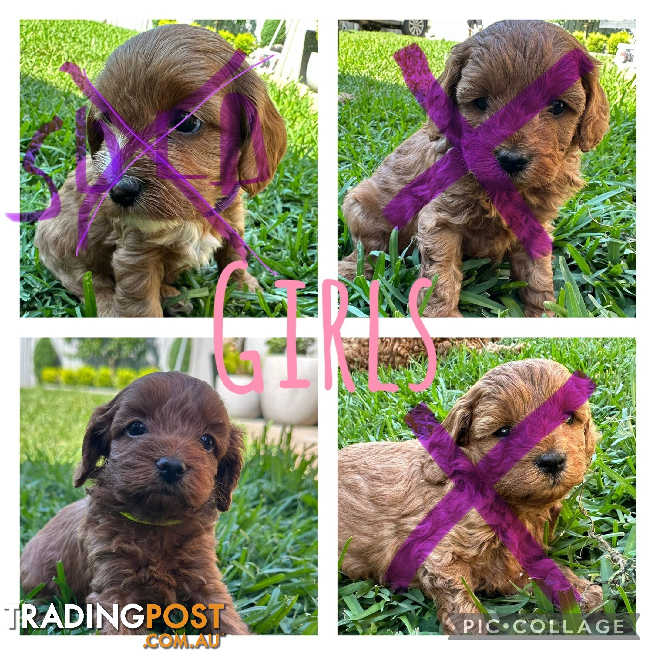 F1B Toy Cavoodle puppies