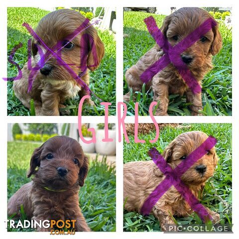 F1B Toy Cavoodle puppies