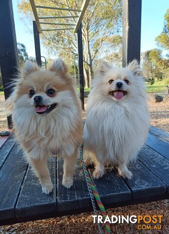 A White Male Pure Bred Pomeranian Ready for a new Lovely Home.