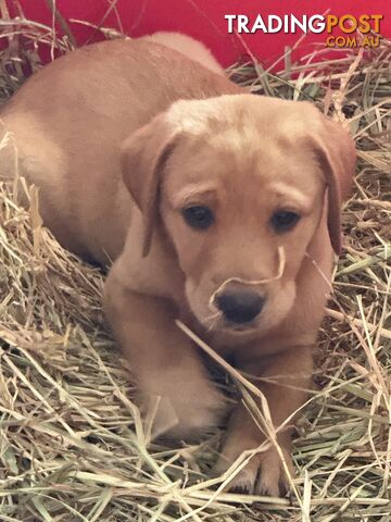 Purebred Female Labrador puppies