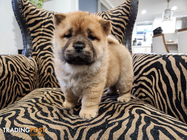 Chow chow puppies - registered-pedigree