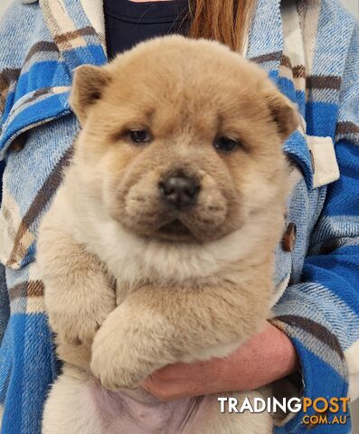 Chow chow puppies - registered-pedigree