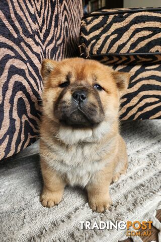 Chow chow puppies - pure bred-registered-pedigree