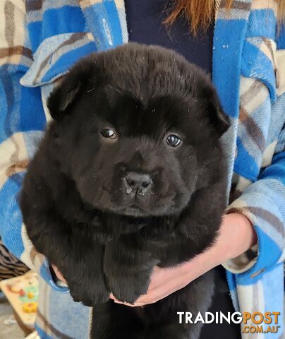 Chow chow puppies - registered-pedigree