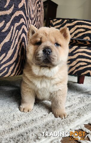 Chow chow puppies - pure bred-registered-pedigree