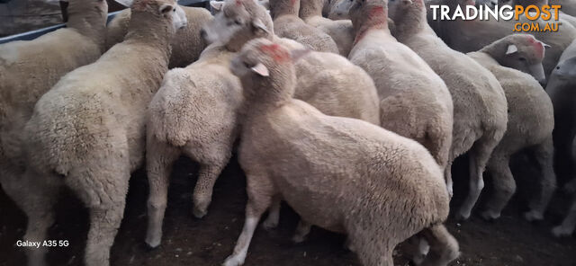 Lamb for sale / weather sheep