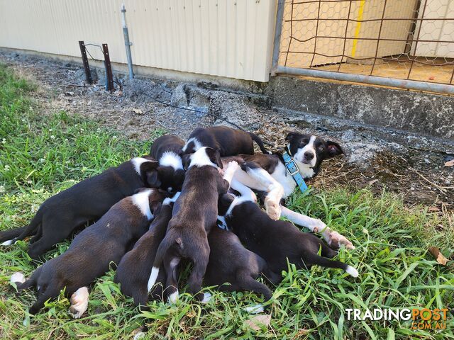 Short Haired Border Collie Pups