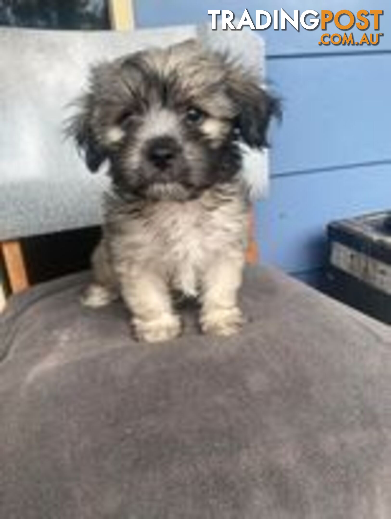 Sweet Little Maltese x Pups For Sale