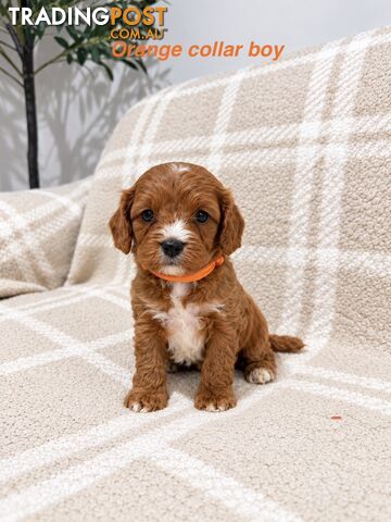 Adorable Cavoodle puppies