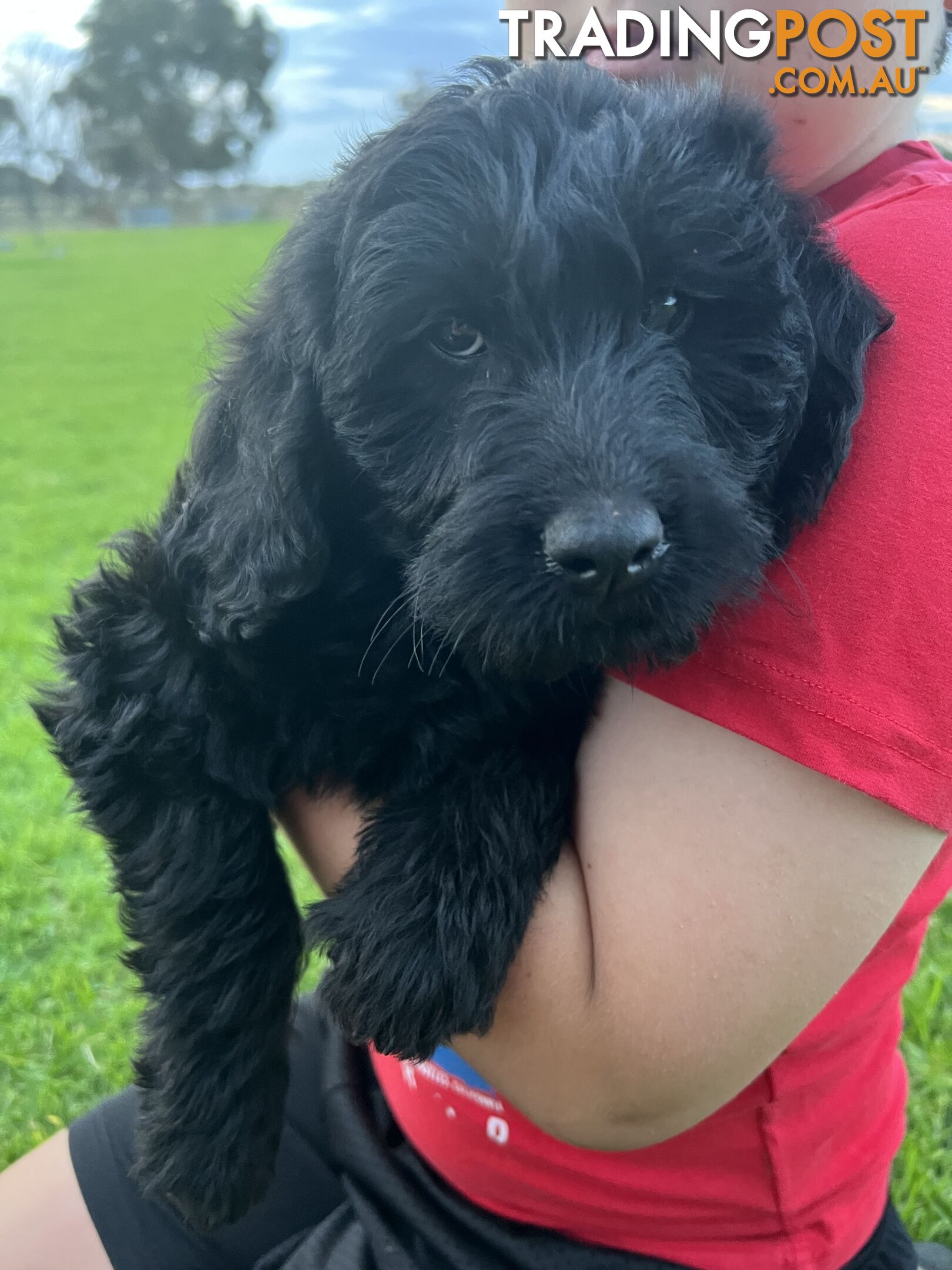 Labradoodle (Labrador x miniature poodle)