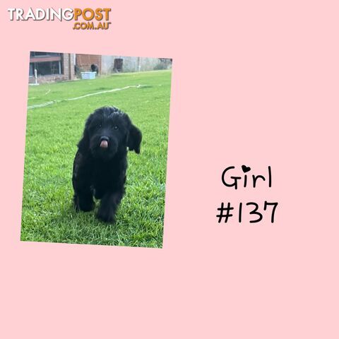 Labradoodle (Labrador x miniature poodle)