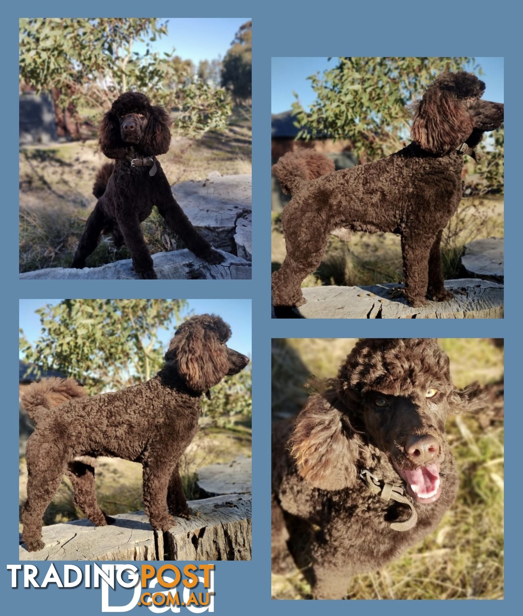 Labradoodle (Labrador x miniature poodle)