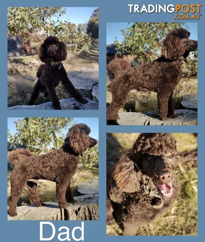 Labradoodle (Labrador x miniature poodle)