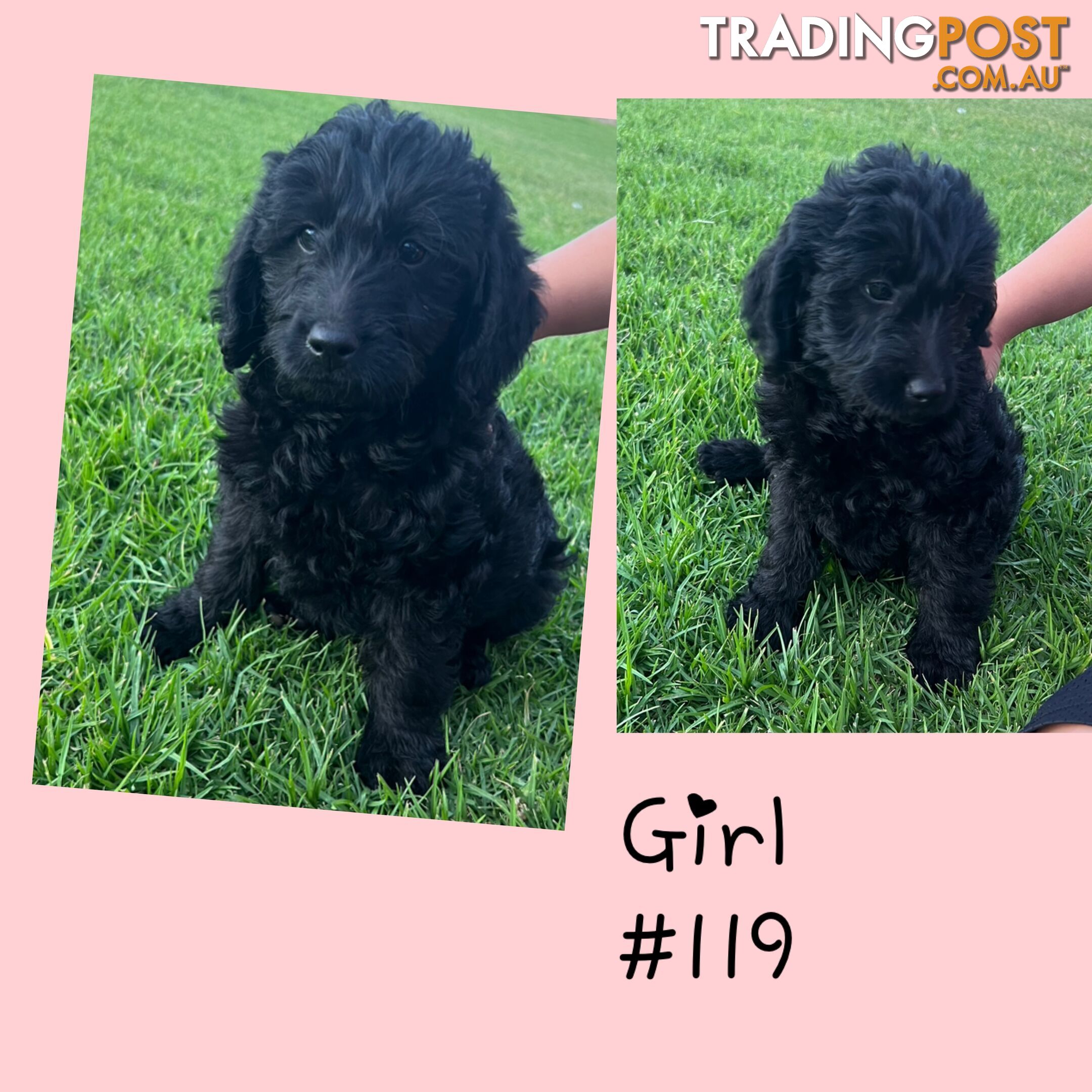 Labradoodle (Labrador x miniature poodle)