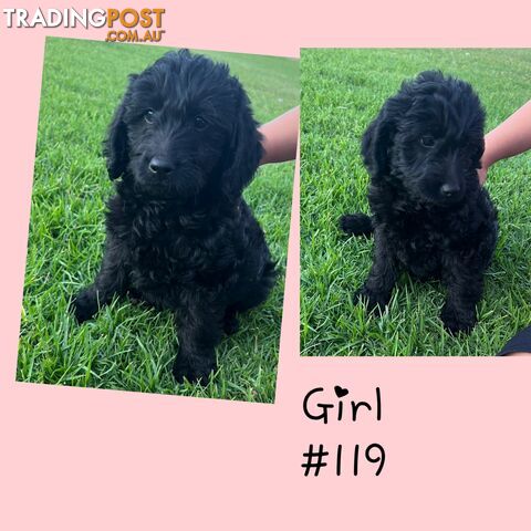 Labradoodle (Labrador x miniature poodle)