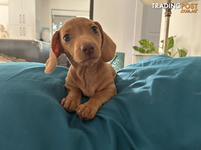 Mini Dashound Female