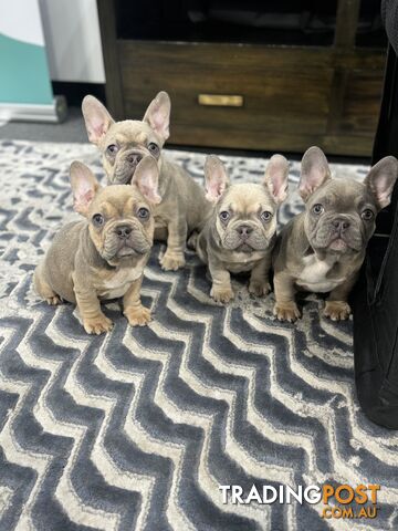 Purebred French Bulldog Female – Imported Bloodlines – Rare and Ready for a Loving Home