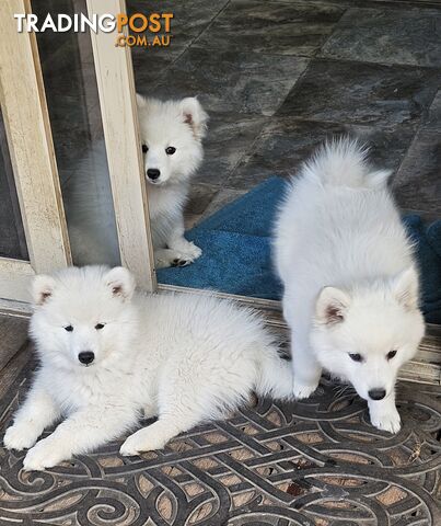 Pure Bred Japanese Spitz puppies for sale