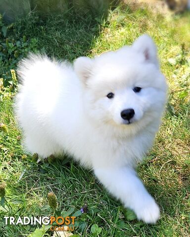 Pure Bred Japanese Spitz puppies for sale