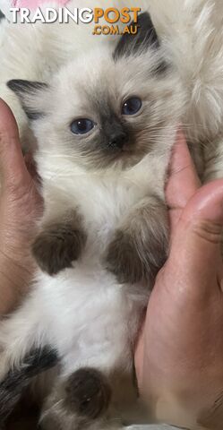 Purebred Female Ragdoll Kittens