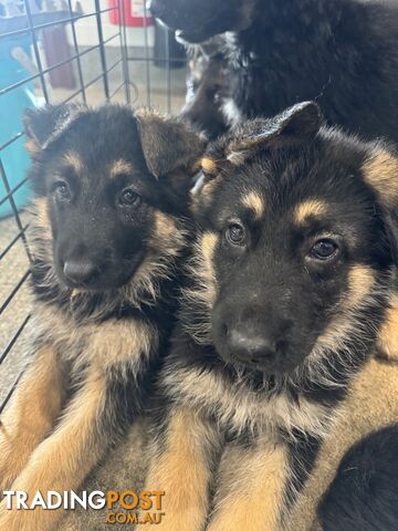 German Shepherd Puppy Sales