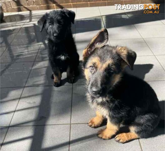 German Shepherd Puppy Sales