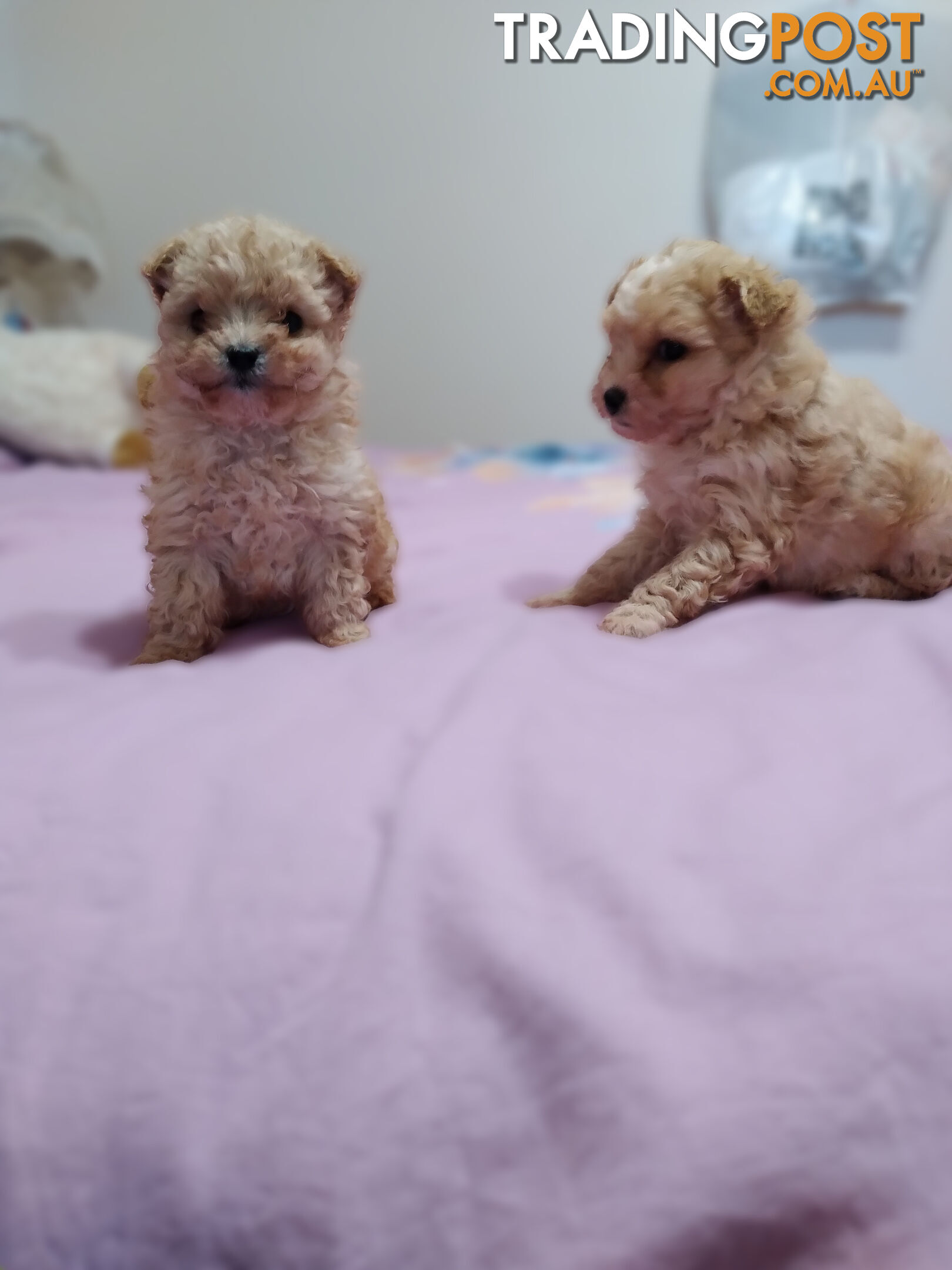 cavoodle x puppies