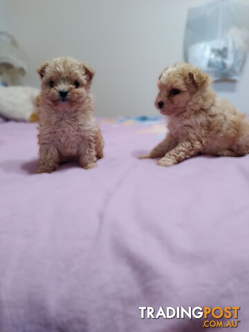 cavoodle x puppies