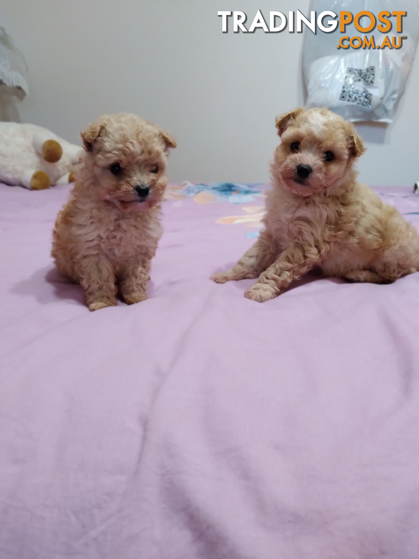 cavoodle x puppies