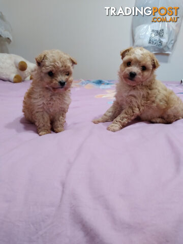 cavoodle x puppies