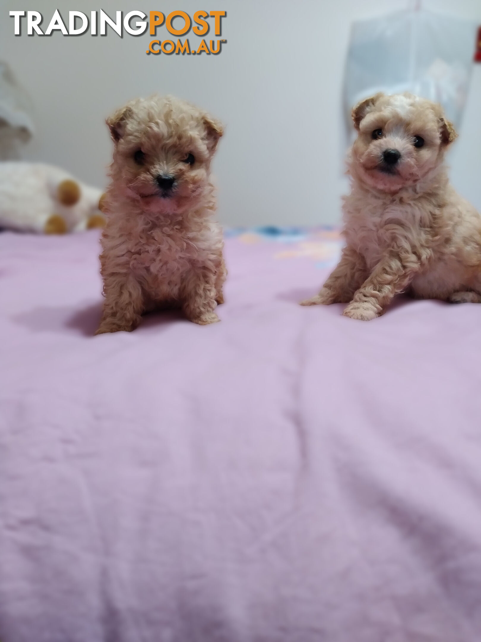 cavoodle x puppies