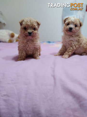 cavoodle x puppies