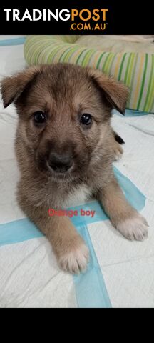 German shepherds puppies