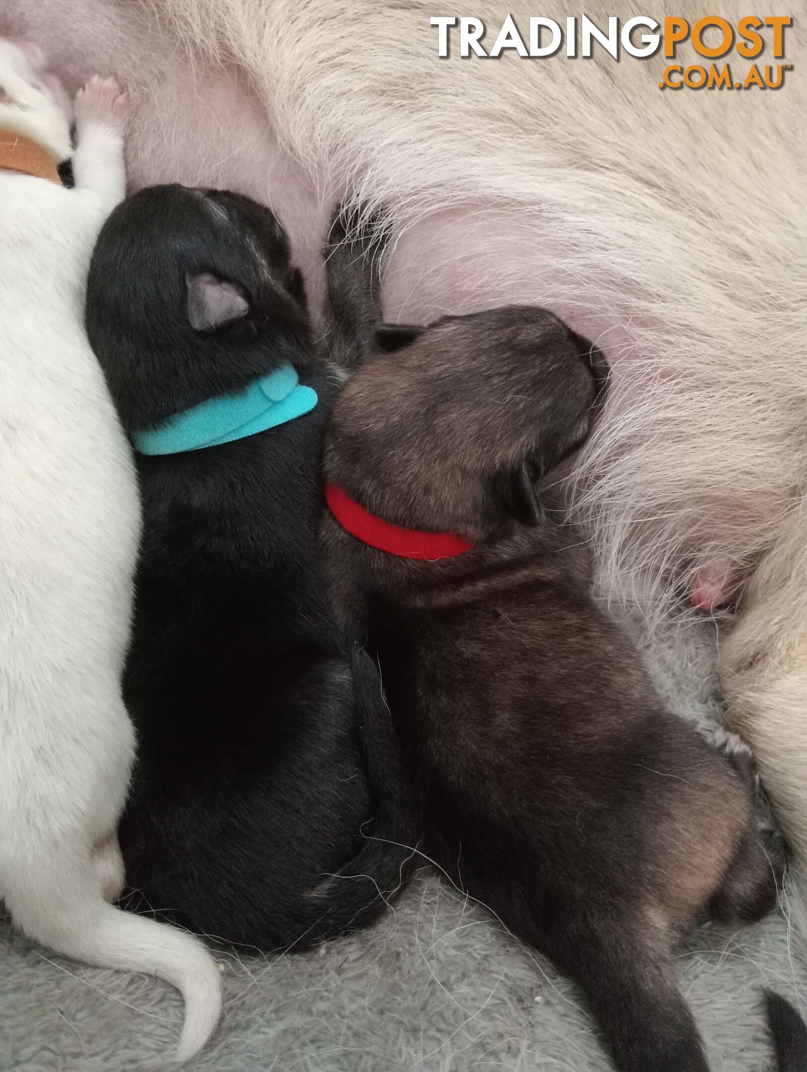 German shepherds puppies