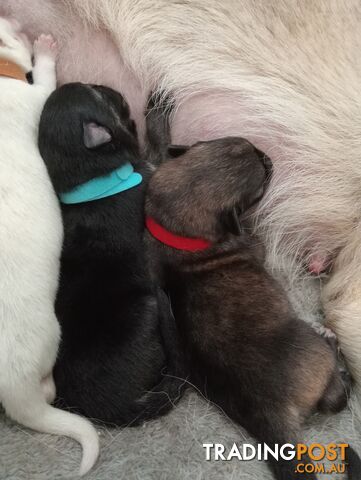 German shepherds puppies