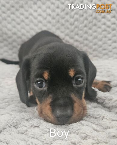 Purebred Miniature Daschund Puppies
