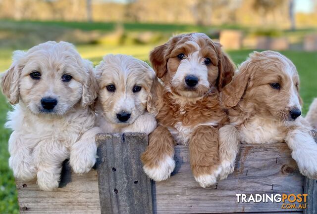 BORDOODLE Puppies 💛🐶☕️ (Low-Shedding Coats)