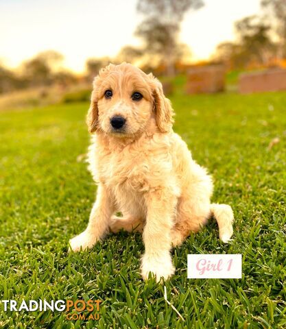 Beautiful BORDOODLE Puppies 💛🐾 for sale