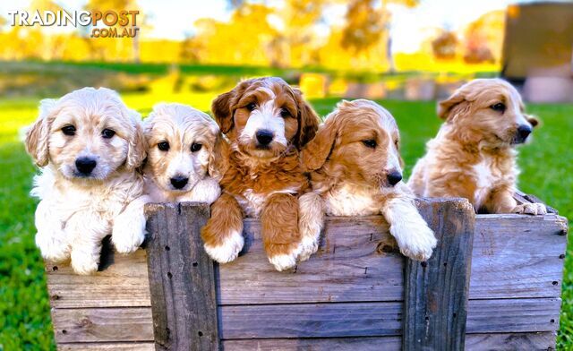 Beautiful BORDOODLE Puppies 💛🐾 (Free 6 Weeks Pet Insurance)