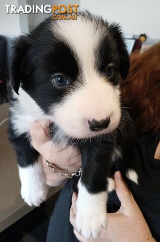 Gorgeous Border Collie Puppies