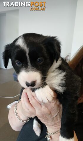 Gorgeous Border Collie Puppies