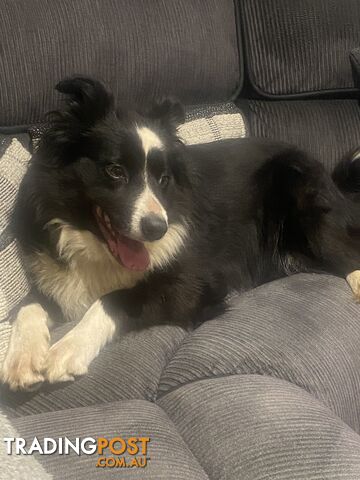 Gorgeous Border Collie Puppy