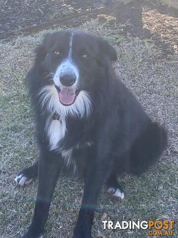 Gorgeous Border Collie Puppy