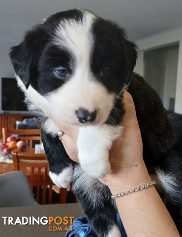 Gorgeous Border Collie Puppies