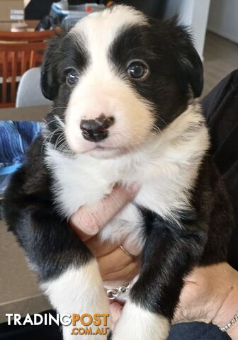 Gorgeous Border Collie Puppies