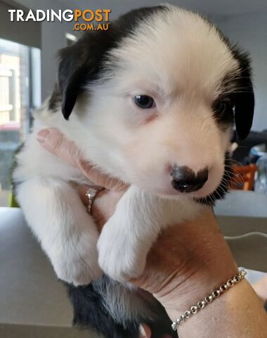 Gorgeous Border Collie Puppies