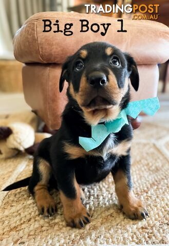 Kelpie x Border Collie Puppies