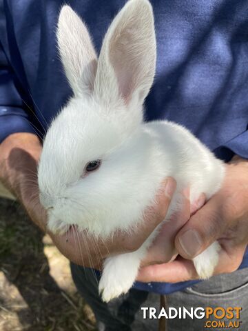 Giant Flemish Rabbits