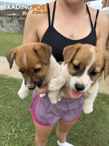 Jack Russells